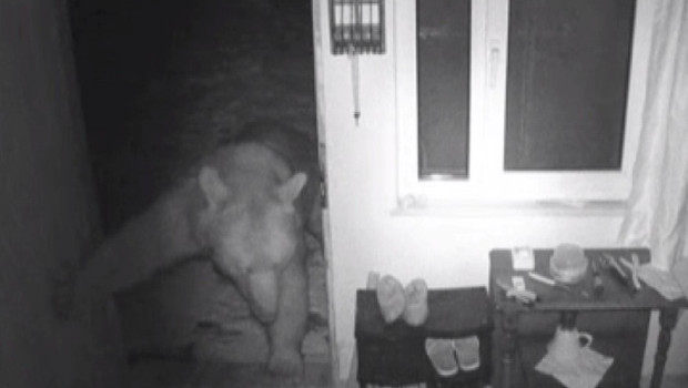 Trabzon’da yayla evlerine giren ayılar kamerada