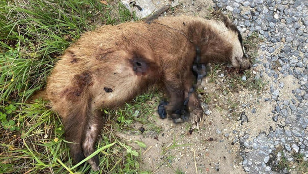 Nesli tehlike altındaydı... Aydın'da vurularak öldürüldü
