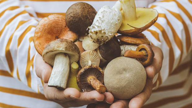 Bağışıklığı güçlendiriyor, beyni koruyor: Sofraların gizli süper besini mantar