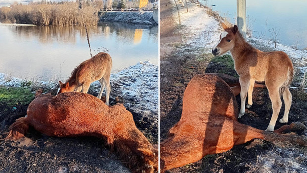 Ardahan'da yürek yakan görüntü! Tay, ölen annesinin başından ayrılmadı