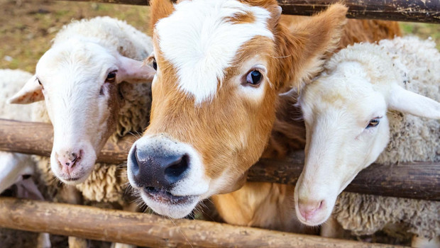 Diyanet İşleri Başkanlığı uyardı: Kurbanlığın önünde bıçak bilemeyin