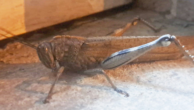 Diyarbakır'da ortaya çıktı! Görüp de ürkmemek mümkün değil: Devasa boyutta ve etçil bir tür