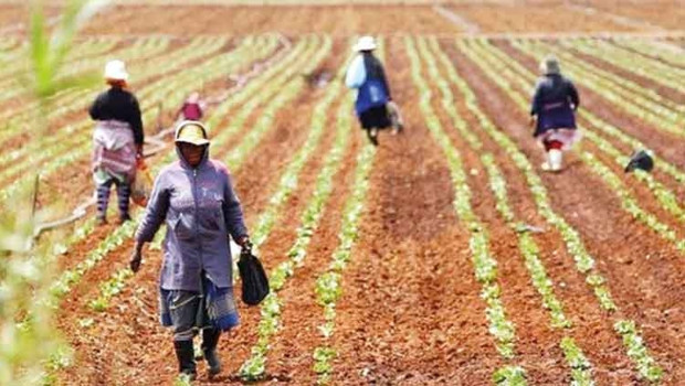 Savaş gübre üretimini düşürdü! Asya ve Afrika’da gıda krizi riski var