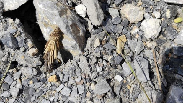 Kamuflaj ustası böcek şaşırttı! Yürüyüş yaparken gördü, çöp parçaları hareket ediyor sandı
