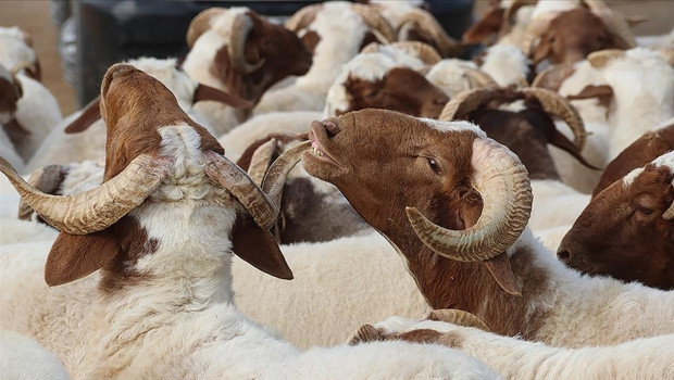Bayram öncesi Türkiye'den yurtdışında kurban uyarısı