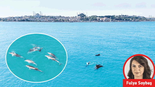 Yunuslar şov yaptı… İstanbul Boğazı turkuaza büründü
