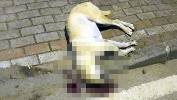 Oğlunu ısıran köpeği öldürmüştü… Mahkemenin beraat kararını istinaf bozdu