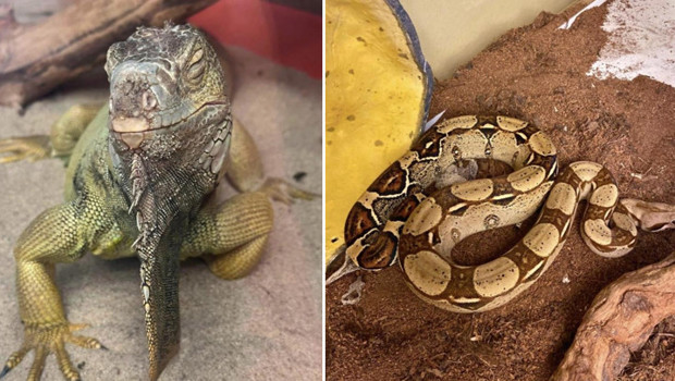 İstanbul'da bir evden çıkanlar şoke etti: Savan varanı, tarantula, yılan, akrep, iguana ve Afrika dev salyangozları bulundu