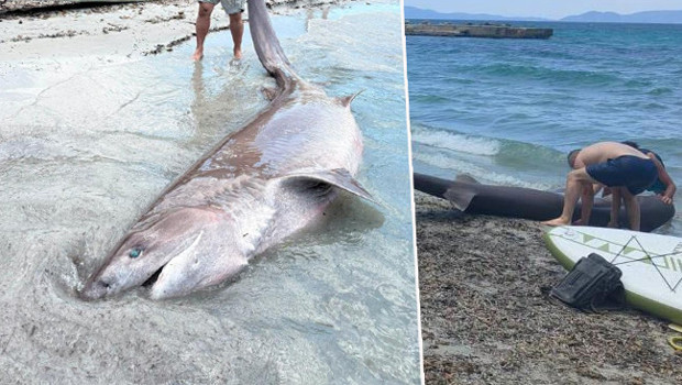Kuşadası ilçesinde sahile vurdu: 3,85 metre uzunluğunda! 'Köpekbalığı incelemeye alındı'