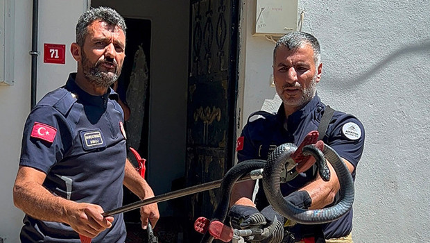 Evin lavabosundan çıkan yılan paniğe neden oldu