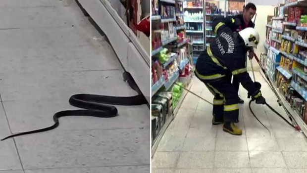 Kahramanmaraş'ta markette yılan paniği