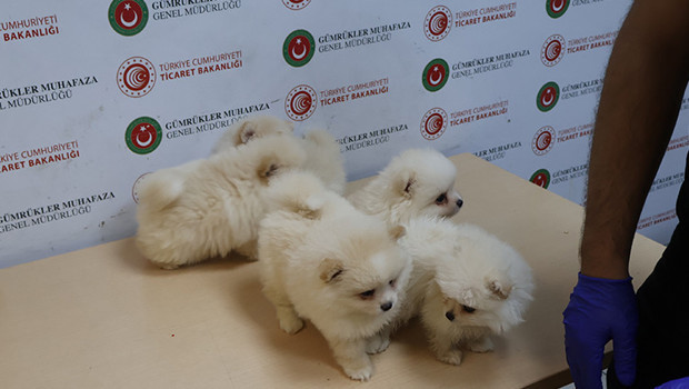 Kapıkule'de piyasa değeri 472 bin TL olan 6 Pomeranian yavrusu ele geçirildi