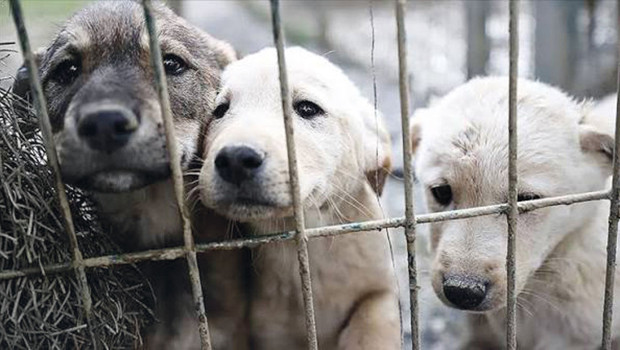 2 başkana ‘sahipsiz köpek’ soruşturması