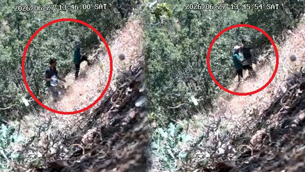 CHP ilçe başkanı ve oğlu fotokapana yakalandı: Kenevir tarlasını sularken görüntülendi! Başkanın oğlunun ifadesi ortaya çıktı