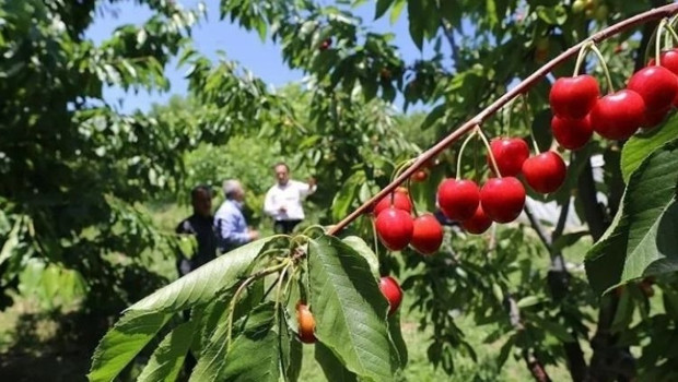 Korkunç şüphe... Kiraz yedikten sonra hayatını kaybetti… Eşinin tedavisi sürüyor