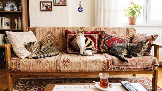 Masraf ortak ziyaret yasak... Protokole mahkeme engeli