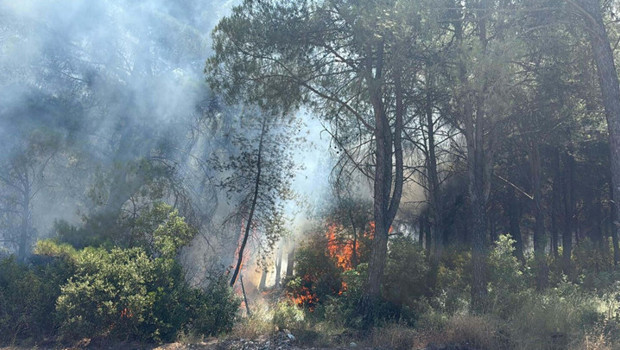 İzmir'deki orman yangınına ilişkin 1 kişi tutuklandı