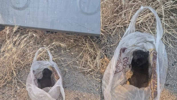 Eskişehir'de kan donduran olay…. Kedinin ağzını bantlayıp çöpe attılar haber görseli