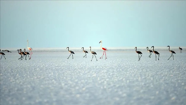 Bakan Kurum'dan 'Flamingo' paylaşımı: Son 5 yılın en yüksek yavru sayısına ulaştık