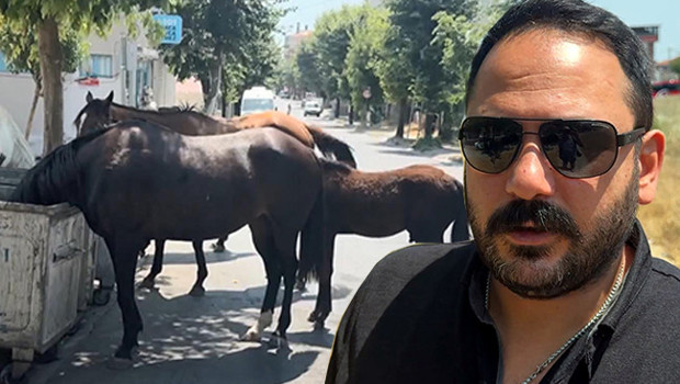 İstanbul'un bir ilçesinde alarm: Mahalleli endişeli! 'Yolda birden önümüze fırladılar'
