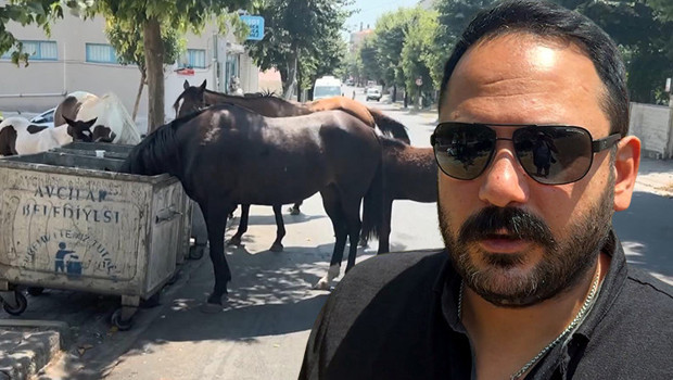 İstanbul'un bir ilçesinde alarm: Mahalleli endişeli! 'Yolda birden önümüze fırladılar'