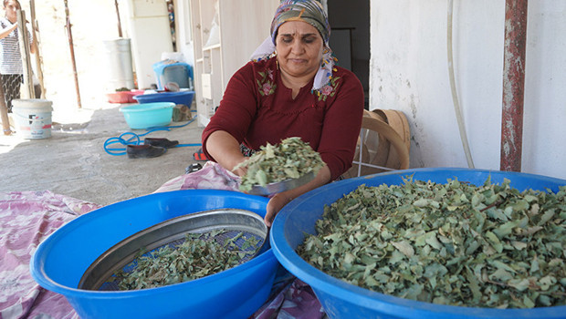 Şırnak dağlarında 30 yıl sonra gelen bereket: meşe yapraklarından süzülen 