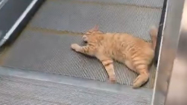 İstanbul'daki metro istasyonunda kedi yürüyen merdivene sıkıştı haber görseli