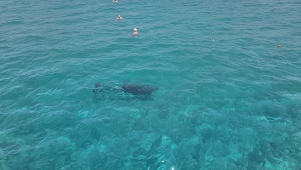 Alanya’da sürpriz misafir: Turistlerle dakikalarca yüzdü