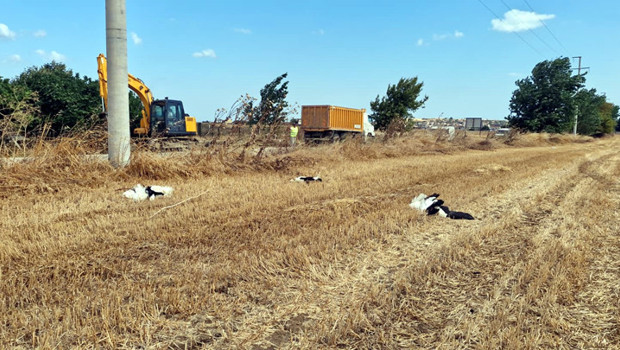 Tekirdağ’da elektrik akımına kapılan 30 leylek öldü haber görseli