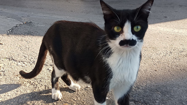 Pala bıyıklı kedi görenleri tebessüm ettiriyor