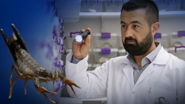 Zehrini kanser ilacına çeviriyorlar: 5 bin tane var! '15 günde bir sağım yaparak elde ediyoruz'