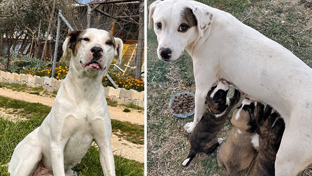 Sokak köpeği 'Sütlaç'ı av tüfeğiyle katlettiler: Hayvanseverlerden savcılığa suç duyurudu