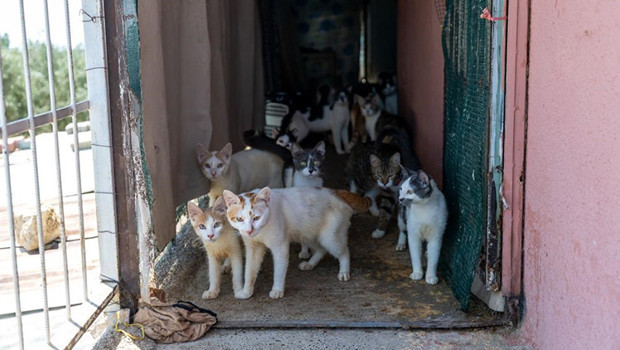 Mersin'de 'çöp ev' ihbarıyla gidilen adresten yaklaşık 100 kedi çıktı haber görseli