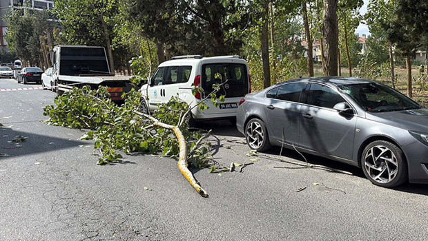 Tekirdağ’da şiddetli rüzgara dayanamayan ağaç dalı iki aracın üzerine düştü