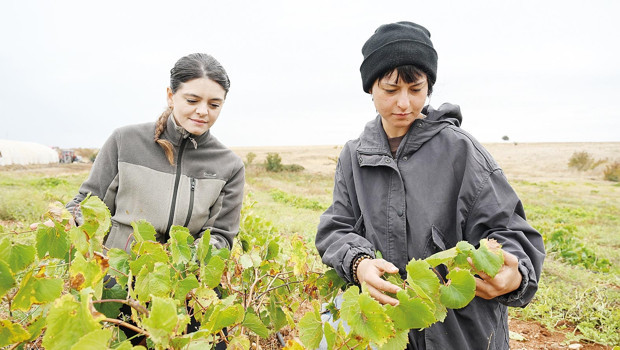 Her şey bir asma fidanıyla başladı