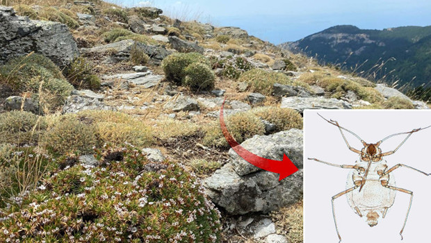 Uluslararası dergide yayınlanan keşif! Kaz Dağlarında yeni bir böcek türü bulundu