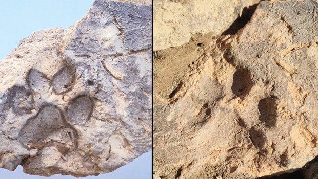 Tavşanlı Höyük'te 4 bin yıllık pati izi bulundu