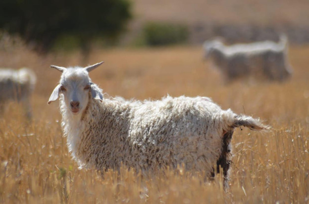 Başkan Köse’nin ‘Şehirde sahipsiz köpek olmaz’ çıkışı
