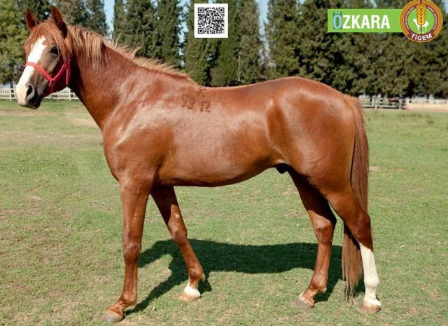 2 yaşındaki safkan Arap tayı Uçankral 800 bin liraya satıldı