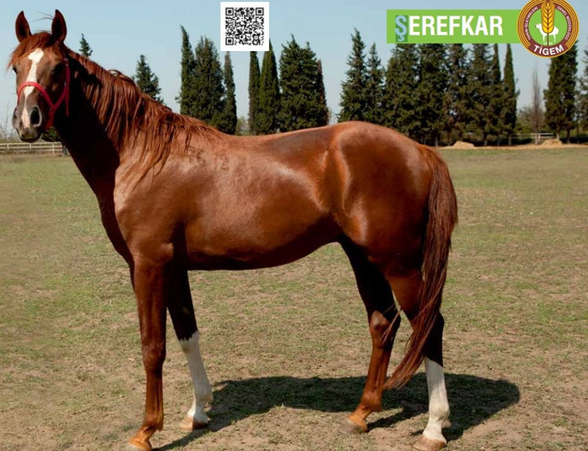 2 yaşındaki safkan Arap tayı Uçankral 800 bin liraya satıldı