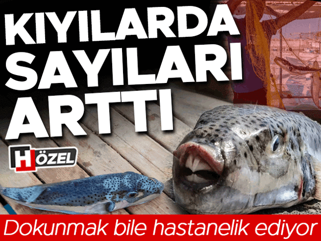 Kıyılarda sayıları arttı! Dokunmak bile hastanelik ediyor...