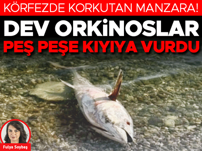 Körfezde korkutan manzara… Dev orkinoslar peş peşe kıyıya vurdu