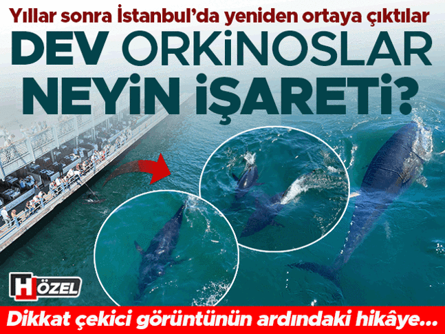 Yıllar sonra İstanbul’da yeniden ortaya çıktılar: Dev orkinoslar neyin işareti Soframızdaki balıkları azaltır mı