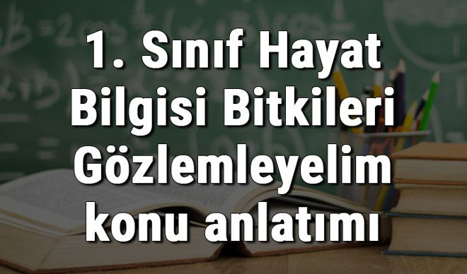 1. Sınıf Hayat Bilgisi Bitkileri Gözlemleyelim konu anlatımı