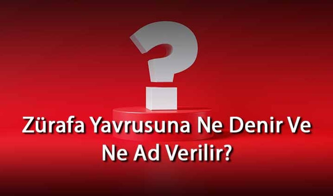 Zürafa Yavrusuna Ne Denir Ve Ne Ad Verilir? Zürafanın Yavrusu Nedir Zürafa Yavrusuna Ne Denir Ve Ne Ad Verilir? Zürafanın Yavrusu Nedir