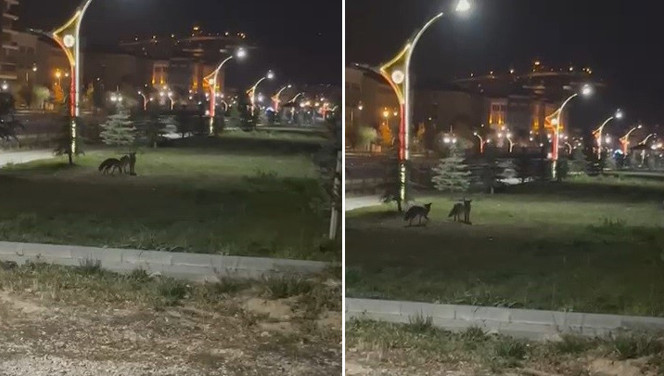 Bayburt'ta iki tilki birbirleriyle oyun oynarken görüntülendi