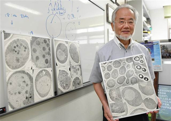 Nobel Tıp Ödülünü Japon Ohsumi kazandı