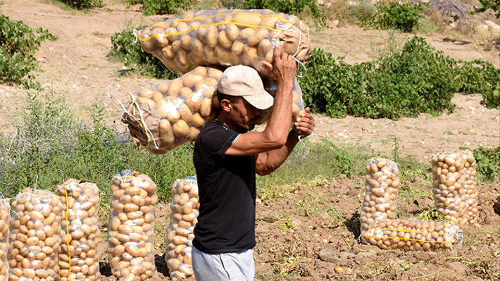 Patates fiyatına yazlık hasat freni