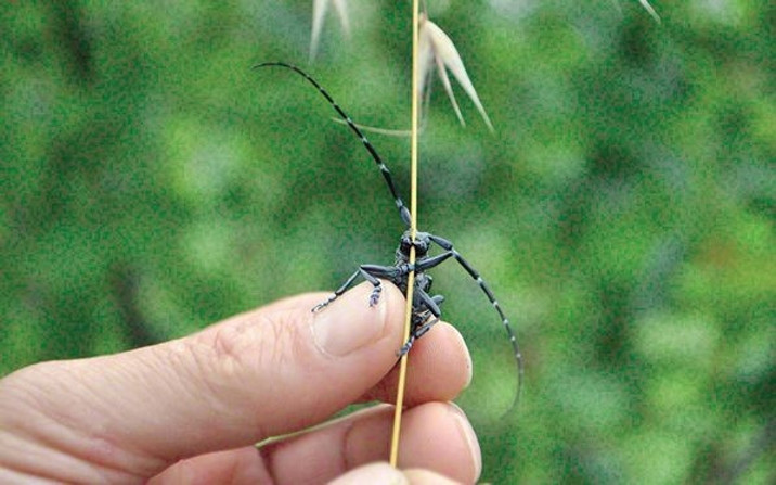 Durum vahim... İstila ediyorlar