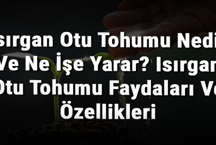 Isırgan Otu Tohumu Nedir Ve Ne İşe Yarar? Isırgan Otu Tohumu Faydaları Ve Özellikleri